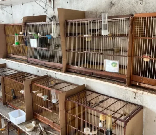 Na mira da PF: Polícia Federal investiga esquema de falsificação de anilhas para aves silvestres na Bahia